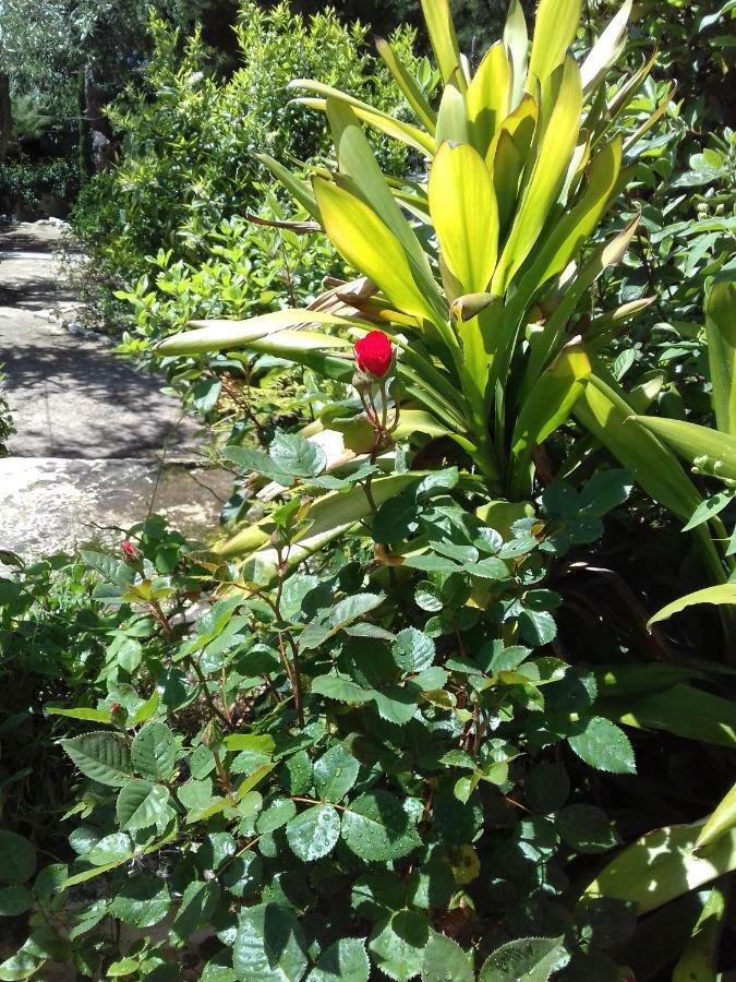 Comfortable Garden Apt Near Vouliagmeni Beach Athene Buitenkant foto